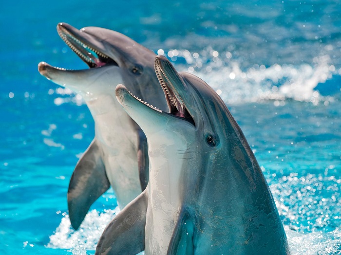 شنوایی کدام حیوان قوی است؟ دلفین