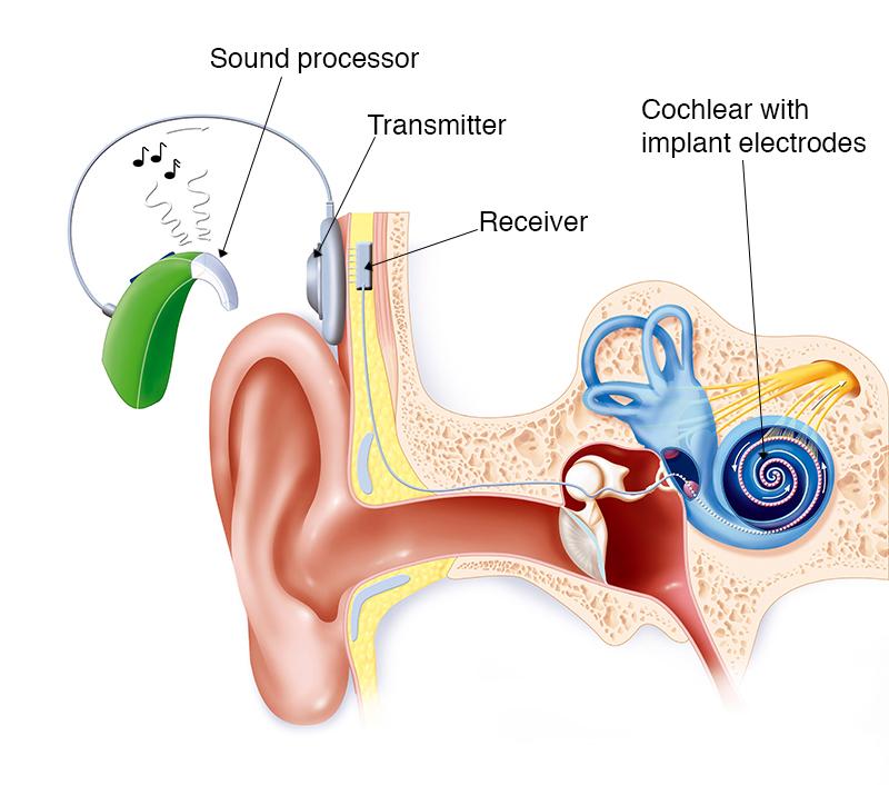 ساختار درونی گوش